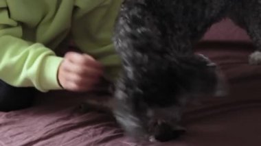 Kedi yavrusuyla oynayan bir köpek.