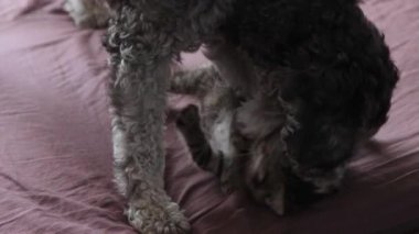 Kedi yavrusuyla oynayan bir köpek.