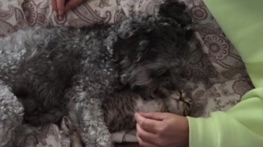 Hayvanlarıyla birlikte bir kadın.