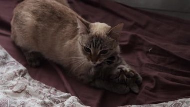 Yavru kedisiyle oynayan anne bir kedi.