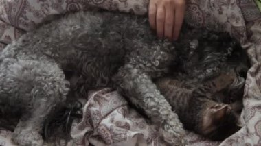 Kedi yavrusuyla oynayan bir köpek.