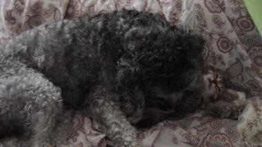 Kedi yavrusuyla oynayan bir köpek.