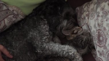 Hayvanlarıyla birlikte bir kadın.