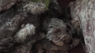 Yatakta uyuyan kedili bir köpek.