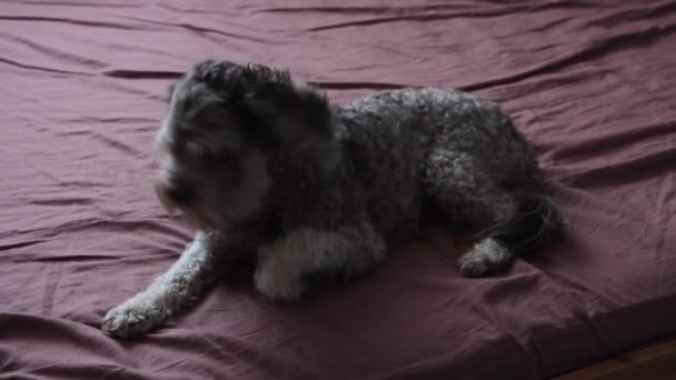 Yatağın üstünde bir kakao köpeği — Stok video