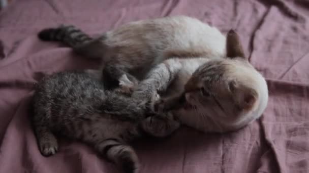 Yavru kedisiyle oynayan anne bir kedi. — Stok video