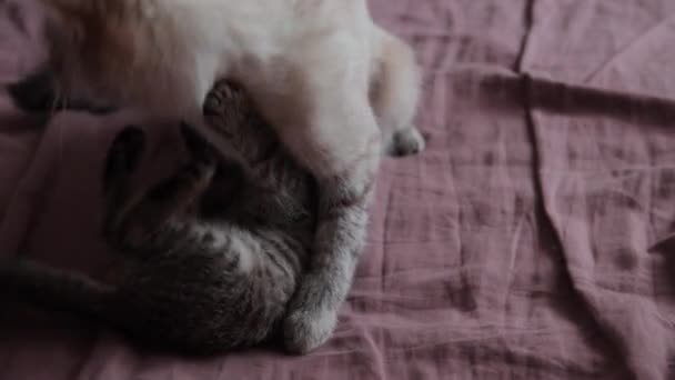 Eine Katzenmutter verteidigt ihr Kätzchen vor Hund — Stockvideo