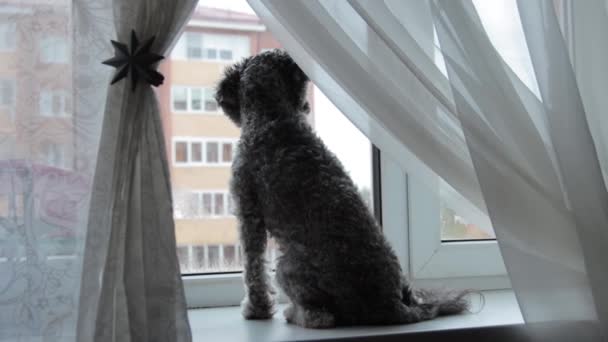 Een shot van een hond op een vensterbank — Stockvideo