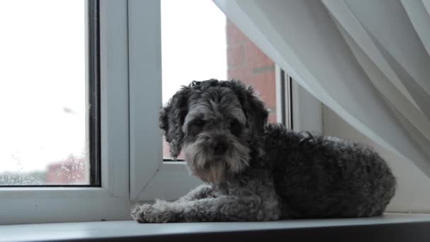 Um tiro de um cão em um peitoril da janela — Vídeo de Stock
