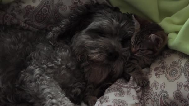 Ένας σκύλος με ένα γατάκι να κοιμάται στο κρεβάτι. — Αρχείο Βίντεο
