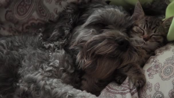 Un perro con un gatito durmiendo en una cama — Vídeos de Stock