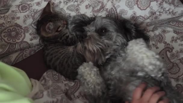 A woman together with her pets — Stock Video