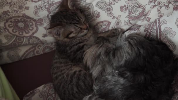 Yatakta uyuyan kedili bir köpek. — Stok video