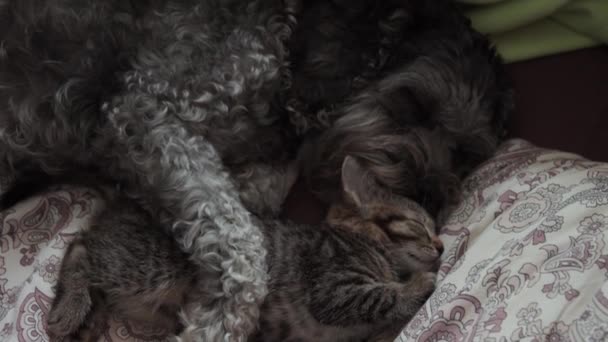 Un cane con un gattino che dorme su un letto — Video Stock