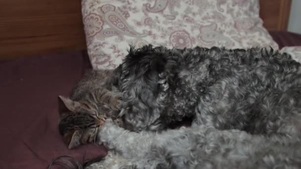 Ένα σκυλί που παίζει με ένα γατάκι — Αρχείο Βίντεο