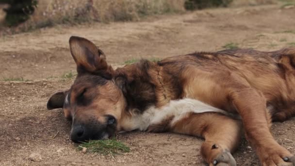 Pes spící na zemi — Stock video