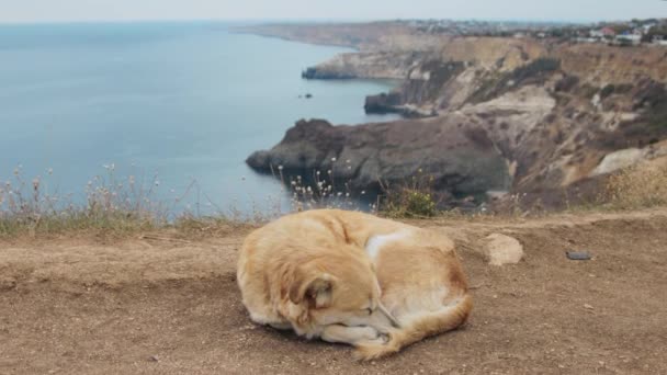 Pies na przyladku Fiolent w Crimea — Wideo stockowe