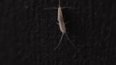 Gümüşbalığı yakından çek.