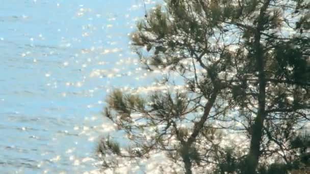 Sinar matahari yang indah refleksi dari air laut melalui cabang pohon — Stok Video