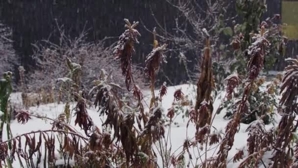 First snow in a garden — Vídeo de Stock
