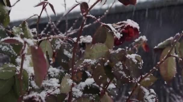 Перший сніг в саду — стокове відео