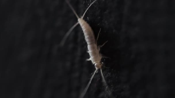 Closeup shot of a silverfish — Stockvideo