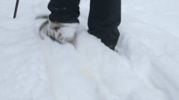 Een vrouw die door diepe sneeuw in het bos loopt — Stockvideo