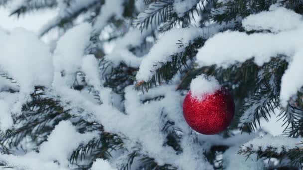 Un colpo all'aperto di albero di Natale — Video Stock