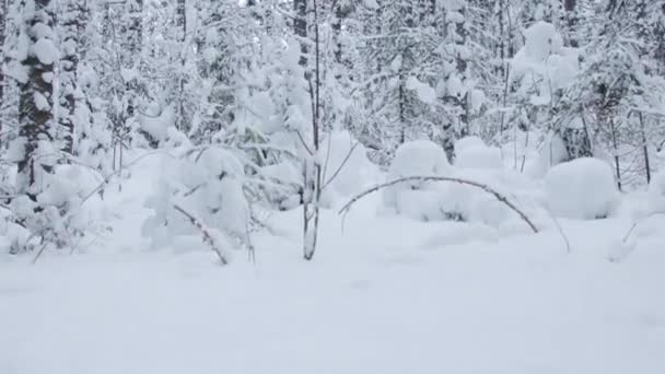 En bild av en vacker vinterskog — Stockvideo