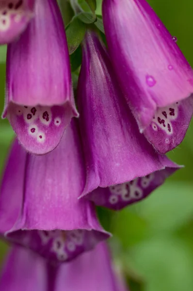 Digitalis purpurea — Stock Photo, Image