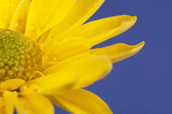 Flor amarilla sobre fondo azul. —  Fotos de Stock