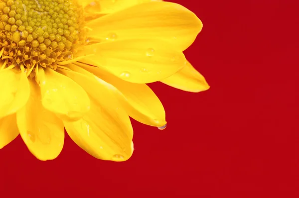 Flor amarilla sobre fondo rojo . —  Fotos de Stock