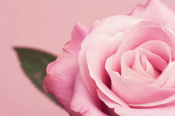 Pink rose with a leaf. — Stock Photo, Image