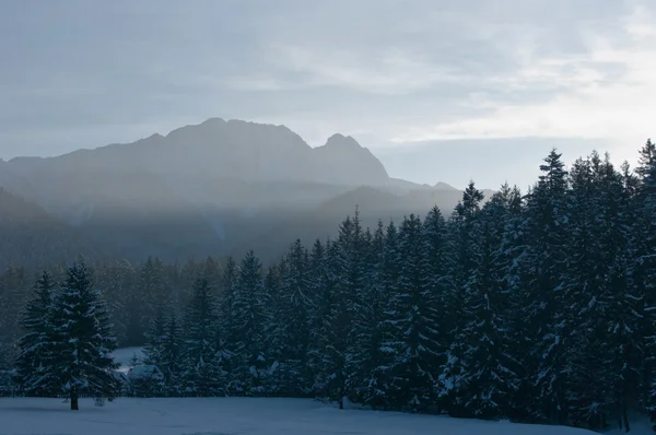 ギエヴォントザコパネのピンと冬の森. — ストック写真