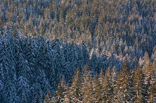 Conifer forest in winter. — Stock Photo, Image