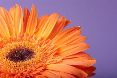 gerbera turuncu