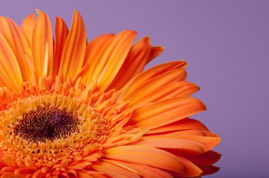 Menekşe backgorund üzerinde turuncu gerber.