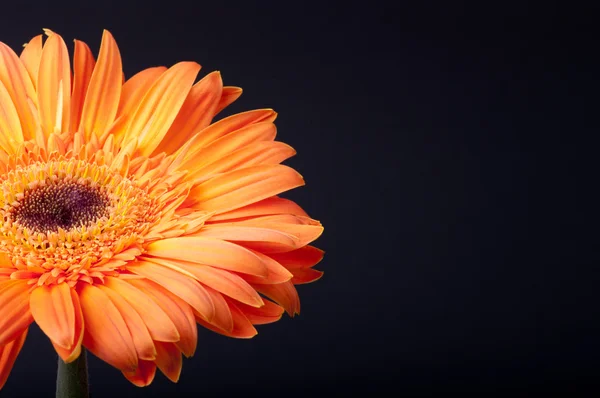 Gerber naranja sobre fondo negro . —  Fotos de Stock