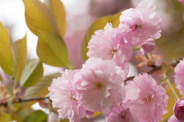 Ağaçtaki pembe çiçekler.