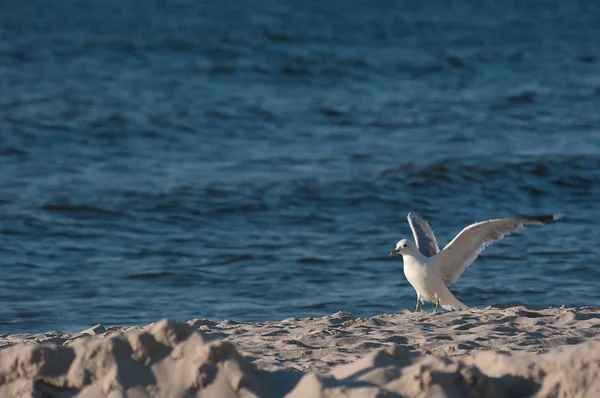 Meeuw op het strand. — Stockfoto