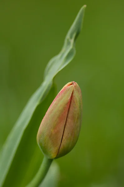 Tulipán sobre un fondo verde. —  Fotos de Stock