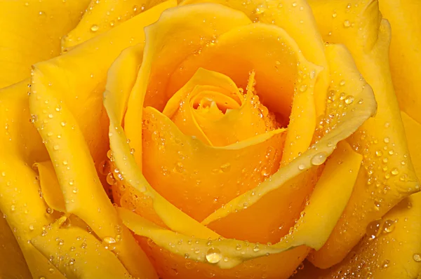 Yellow rose with drops. — Stock Photo, Image