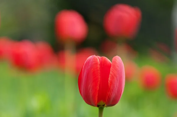 Red tulips. — Stock Photo, Image