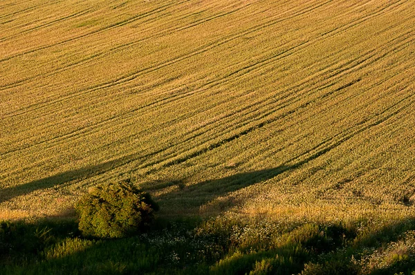 Поле в лучах солнца — стоковое фото