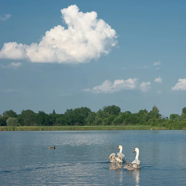 Family of swans. — Stock Photo, Image
