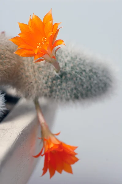 Cacto com flores de laranja . Fotos De Bancos De Imagens