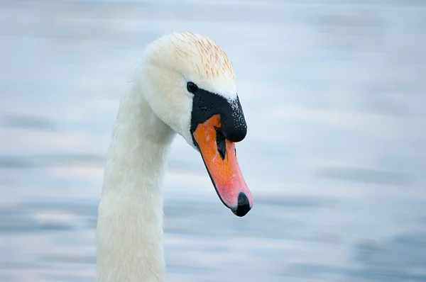 Labuť — Stock fotografie