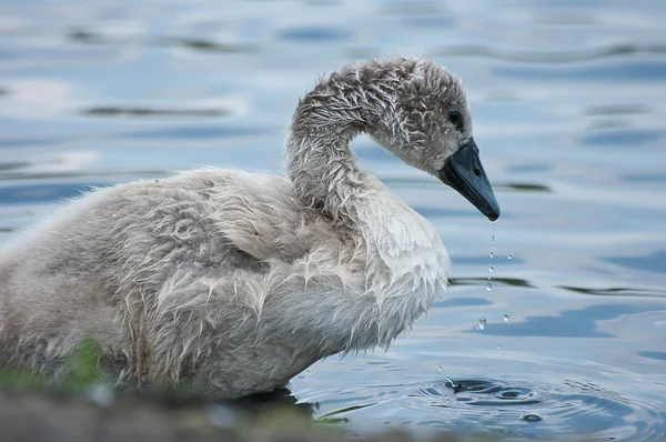 Chick swan. — Stock Photo, Image