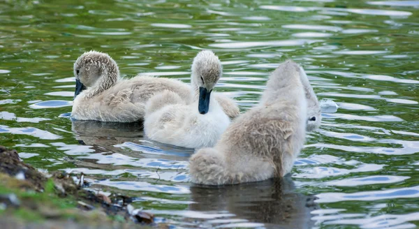 Chick zwaan. — Stockfoto