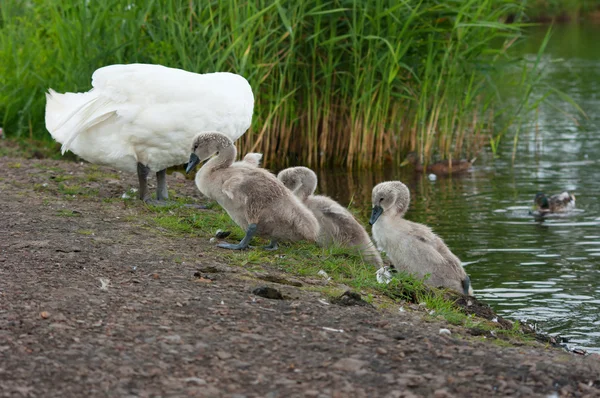 Swan en kuikens op de oever. — Stockfoto